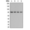 LifeSab™ BBS2 Rabbit pAb (50 µl)