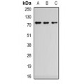 LifeSab™ ZCWPW1 Rabbit pAb (50 µl)