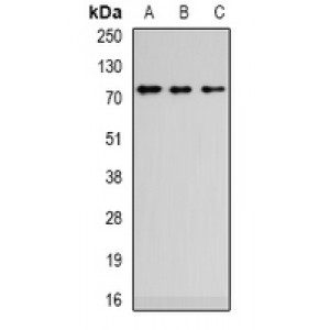 LifeSab™ ZCWPW1 Rabbit pAb (50 µl)