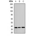 LifeSab™ ANXA8L2 Rabbit pAb (50 µl)