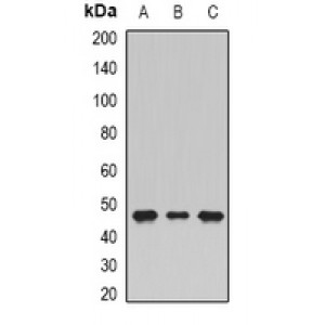 LifeSab™ SHMT1 Rabbit pAb (50 µl)