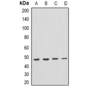 LifeSab™ PSTPIP1 Rabbit pAb (50 µl)