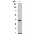 LifeSab™ COQ7 Rabbit pAb (50 µl)