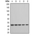 LifeSab™ FHR3 Rabbit pAb (50 µl)