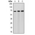 LifeSab™ Syndapin-2 Rabbit pAb (50 µl)