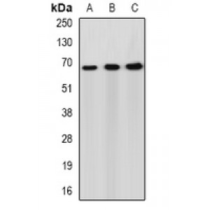 LifeSab™ Syndapin-2 Rabbit pAb (50 µl)