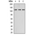 LifeSab™ AARS2 Rabbit pAb (50 µl)