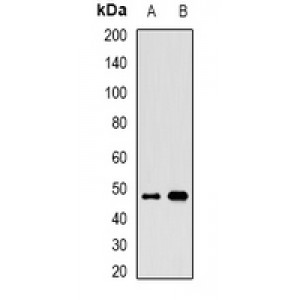 LifeSab™ ALG2 Rabbit pAb (50 µl)