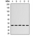 LifeSab™ CHRFAM7A Rabbit pAb (50 µl)