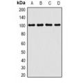 LifeSab™ PIMT Rabbit pAb (50 µl)