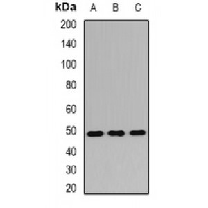 LifeSab™ TMEM184A Rabbit pAb (50 µl)