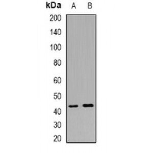 LifeSab™ CALHM1 Rabbit pAb (50 µl)