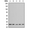 LifeSab™ BPGM Rabbit pAb (50 µl)