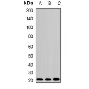 LifeSab™ H-Ras Rabbit pAb (50 µl)