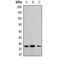 LifeSab™ Metaxin-1 Rabbit pAb (50 µl)