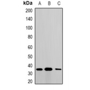 LifeSab™ Metaxin-1 Rabbit pAb (50 µl)