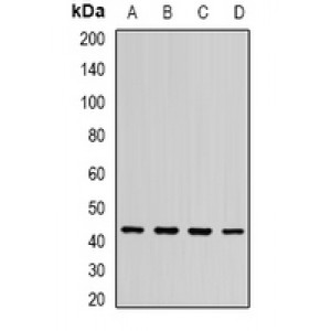 LifeSab™ ST3GAL5 Rabbit pAb (50 µl)