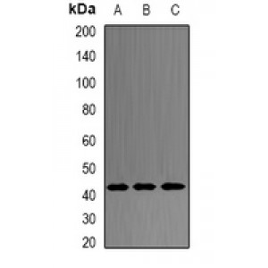 LifeSab™ PRDM7 Rabbit pAb (50 µl)