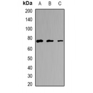 LifeSab™ EFHC1 Rabbit pAb (50 µl)