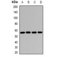 LifeSab™ SCOT Rabbit pAb (50 µl)