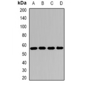 LifeSab™ SCOT Rabbit pAb (50 µl)