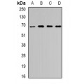 LifeSab™ Unc18-3 Rabbit pAb (50 µl)