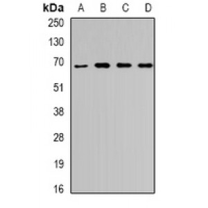 LifeSab™ Unc18-3 Rabbit pAb (50 µl)