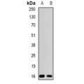 LifeSab™ Rpp20 Rabbit pAb (50 µl)