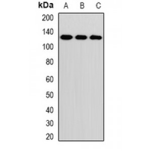 LifeSab™ RNF31 Rabbit pAb (50 µl)