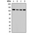 LifeSab™ ATAD3A Rabbit pAb (50 µl)