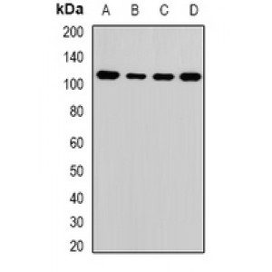 LifeSab™ ATAD3A Rabbit pAb (50 µl)