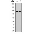 LifeSab™ KANSL3 Rabbit pAb (50 µl)