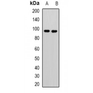 LifeSab™ KANSL3 Rabbit pAb (50 µl)