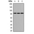 LifeSab™ ALOXE3 Rabbit pAb (50 µl)