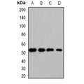 LifeSab™ HS1BP3 Rabbit pAb (50 µl)