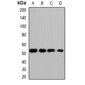 LifeSab™ HS1BP3 Rabbit pAb (50 µl)