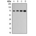 LifeSab™ ATAD3B Rabbit pAb (50 µl)