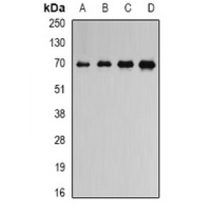 LifeSab™ ATAD3B Rabbit pAb (50 µl)