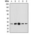 LifeSab™ CEP44 Rabbit pAb (50 µl)