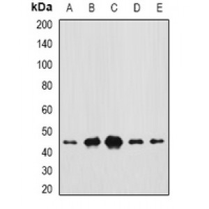 LifeSab™ CEP44 Rabbit pAb (50 µl)