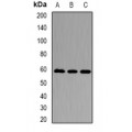 LifeSab™ Karyopherin alpha-3 Rabbit pAb (50 µl)