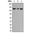 LifeSab™ HLTF Rabbit pAb (50 µl)