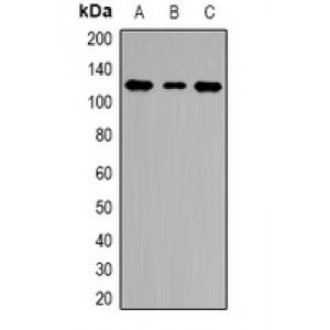 LifeSab™ HLTF Rabbit pAb (50 µl)