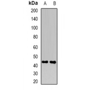 LifeSab™ FBXO22 Rabbit pAb (50 µl)