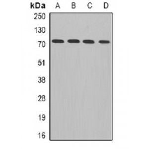 LifeSab™ ADAM33 Rabbit pAb (50 µl)