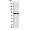 LifeSab™ Angiomotin Rabbit pAb (50 µl)