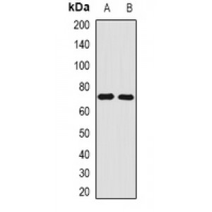 LifeSab™ Angiomotin Rabbit pAb (50 µl)