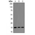 LifeSab™ CENPS Rabbit pAb (50 µl)