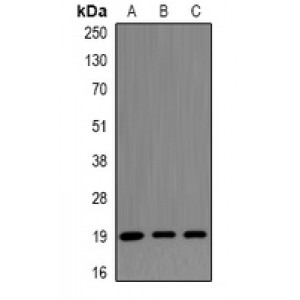 LifeSab™ CENPS Rabbit pAb (50 µl)