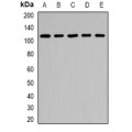 LifeSab™ ARHGAP44 Rabbit pAb (50 µl)